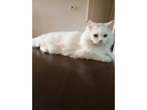 9 aylık kar beyazı british longhair oğlum