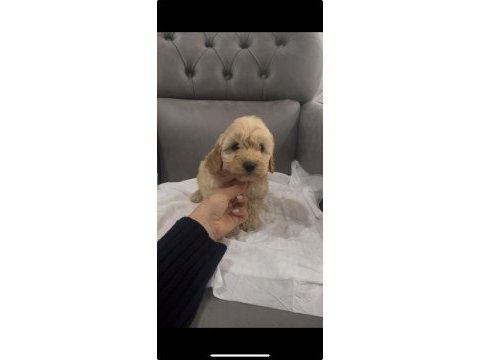 Sevimli maltipoo yavrular
