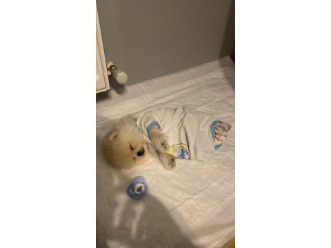 Pomeranian köpeğimiz izmir