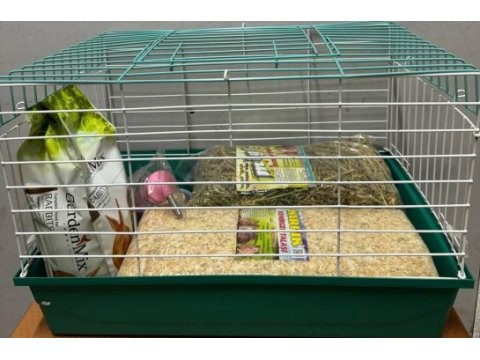 Ginepig yavrularımız gün içi gönderim sağlanmaktadır