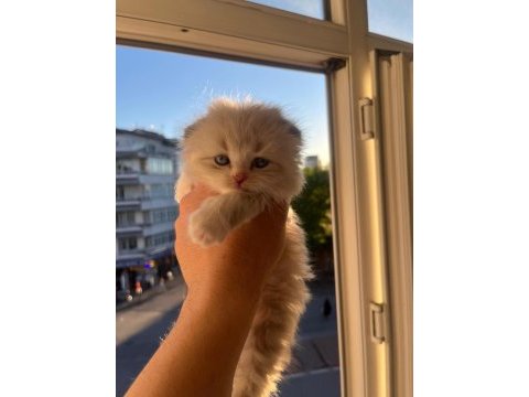 Kuru mamaya ve kum kabına alışkın sevimli kedidir