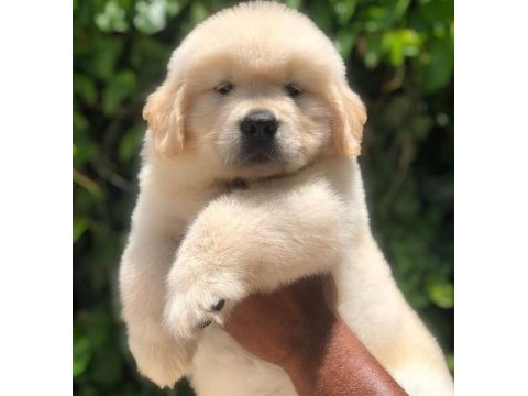 Golden retriever puppy