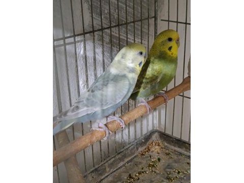 Jumbo rainbow yerli çek japones muhabbet kuşu hazır takımlar