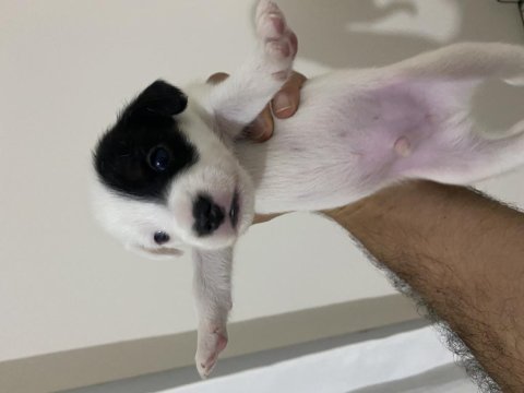 Jack russell yavrular