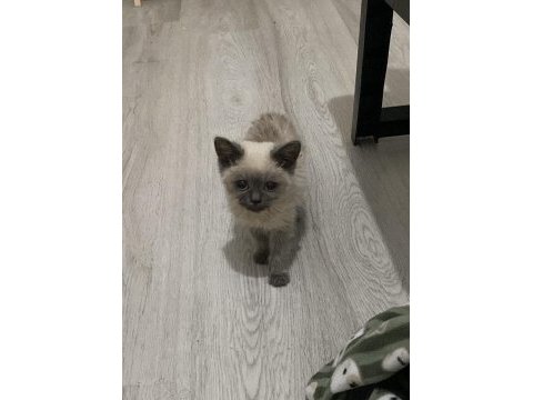 Blue point erkek yavru kedimiz