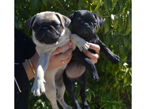 3 adet dişi pug bebek