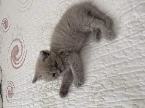 Dişi british shorthair dünyalar tatlısı 2 aylık