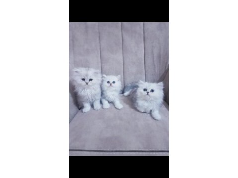 Chinchilla dişi bebekler