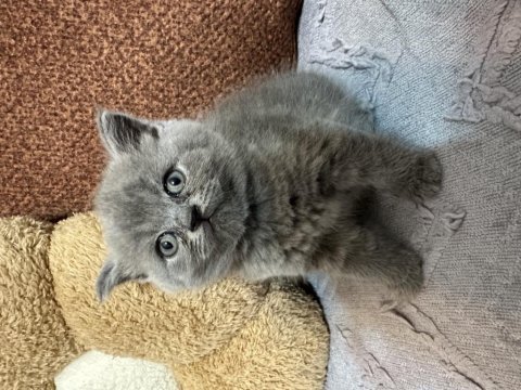 Bebek kedilerimize yeni yuva aranıyor