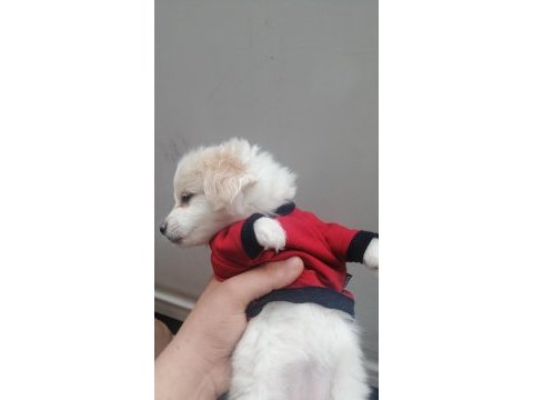 2 aylık erkek maltese terrier yavrular