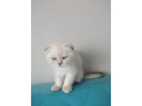 Sütten yeni kesilmiş scottish fold yavrular