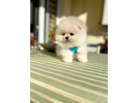 2 erkek ayıcıklar pomeranian boo