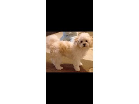 Maltipoo kızımıza yuva arıyoruz ankara içi