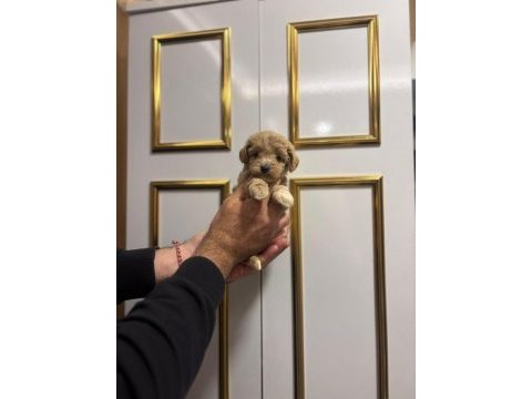 Dişi ve erkek poodle yavrularımız mevcuttur