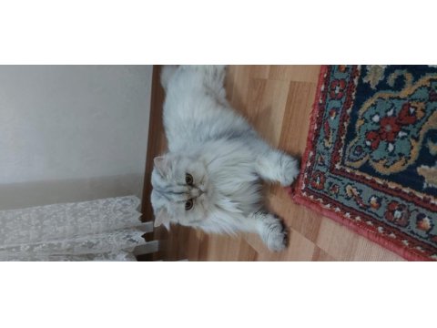3 yaşında british longhair