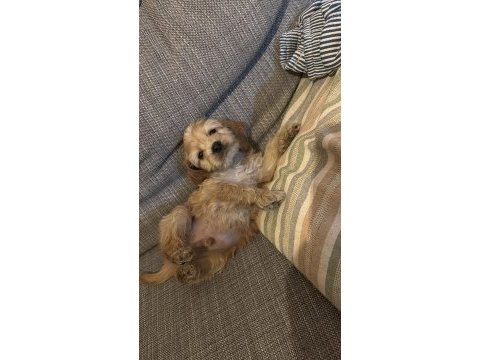 Cavapoo bebekler
