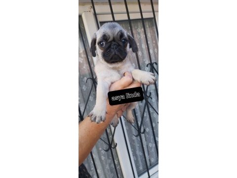 Pug mops bebekler