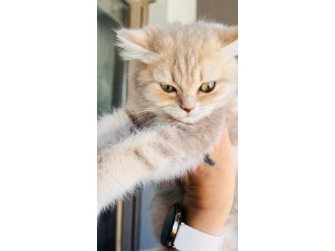 Muhteşem güzellik kediler
