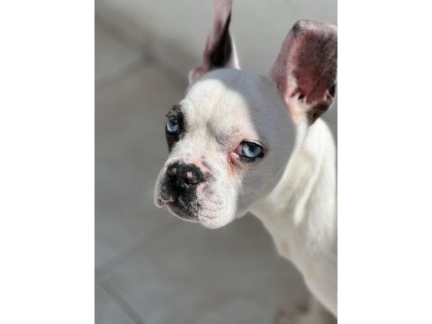 Yakışıklı french bulldog