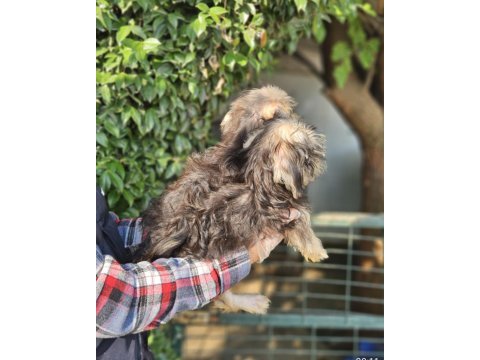 Morkie biblolar