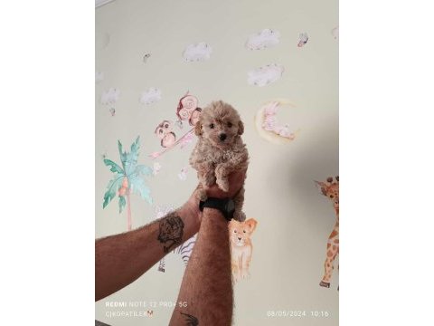 Maltipoo yavrularımız