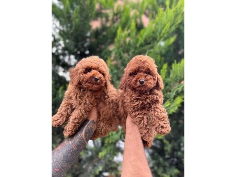 Evimizin kıvırcık poodle bebekleri sizlerle