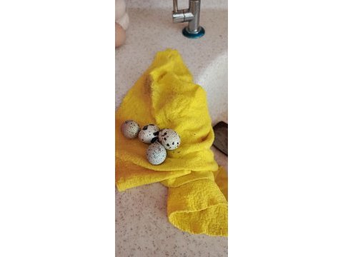 Bıldırcın yumurtası günlük taze