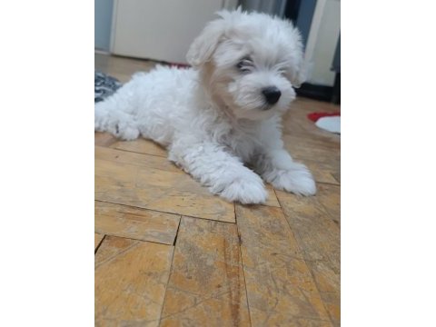 Maltese terrier iki aylıklar
