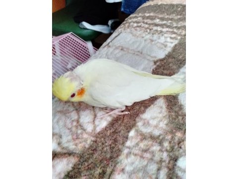 Yeme düşmemiş sultan papağanı yavru