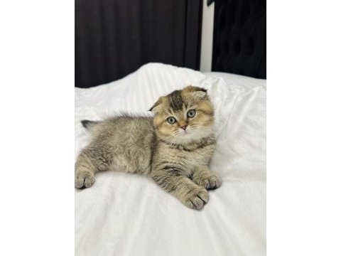 2 aylık scottish fold