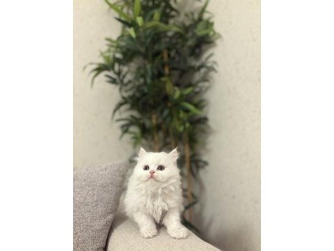 Brıtısh longhaır yavrularım 