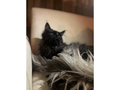 Maine coon yetişkin 2 dişi 1 erkek