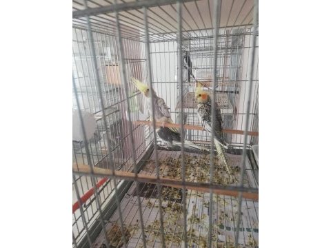 2.5 aylık sultan papağanı yavruları