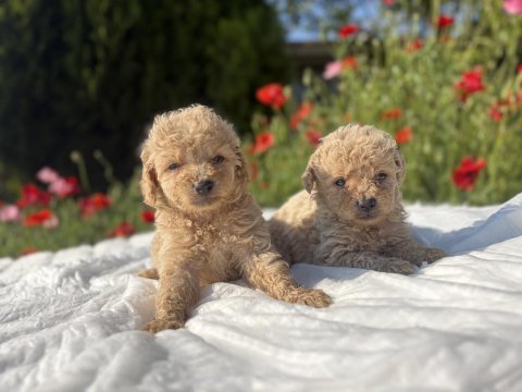 Maltipoo karamel