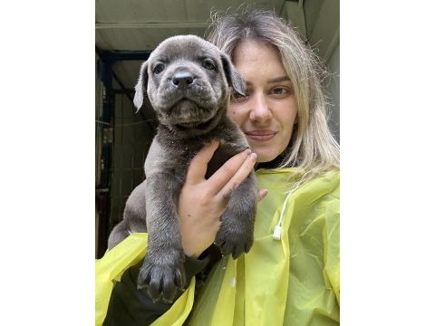 Geleceğin devi cane corso yavruları