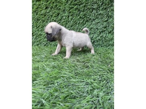 Pug mops crem ve siyah