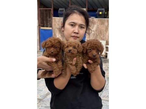 Toy poodle yavrularımız