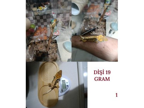 Sağlıklı sezona hazır crested gecko