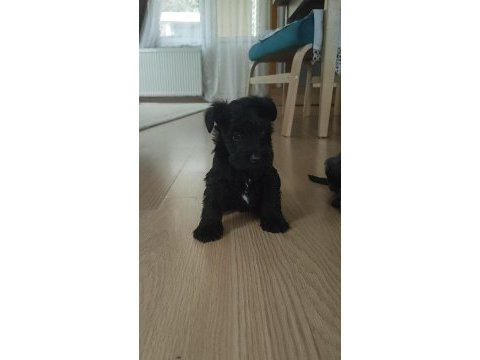 Muhteşem schnauzer yavrular