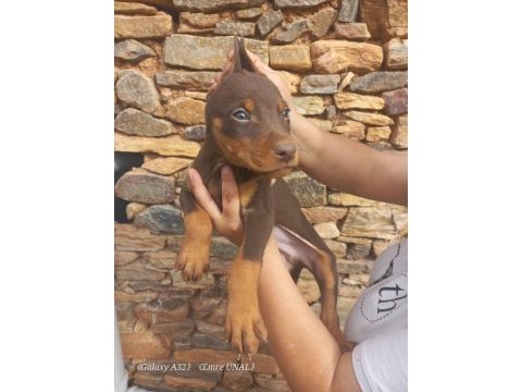 A kalite king doberman yavrular