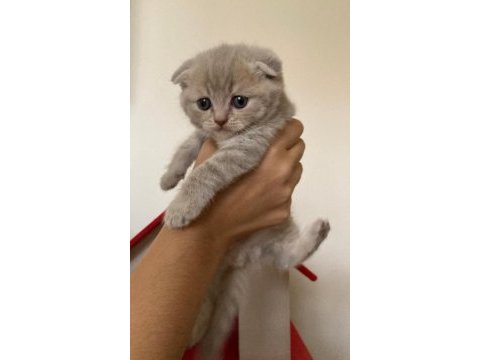 45 günlük yeni yuvaya hazır scottish fold