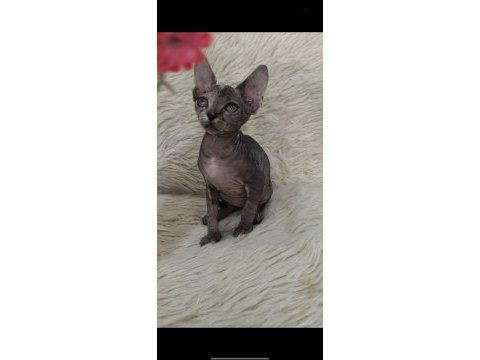 Naked beauty sphynx cattery 10 haftalık