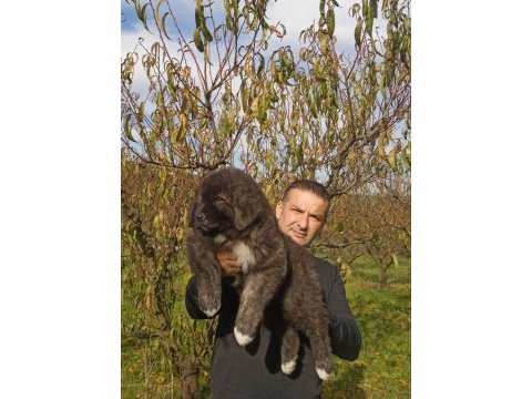 Kafkas çoban köpeği yavrumuz