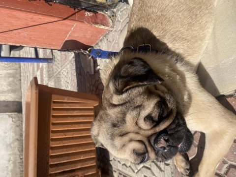 1.5 yaşında orjinal gül kuyruk pug damızlık
