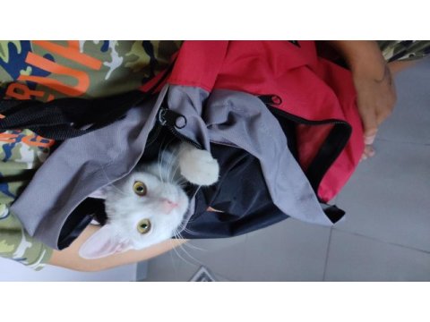 1 yaşında ankara kedisi