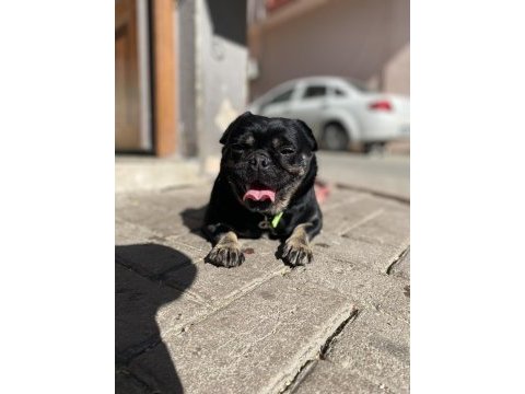 Egzotik pug üretmek isteyenlere kaçırılmayacak fırsat