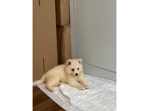 2 buçuk aylık a kalite samoyed yavru