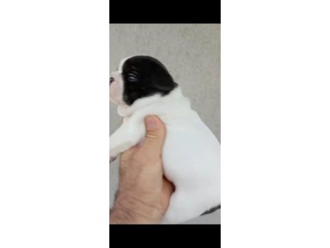 Fransız bulldog yavrular izmir