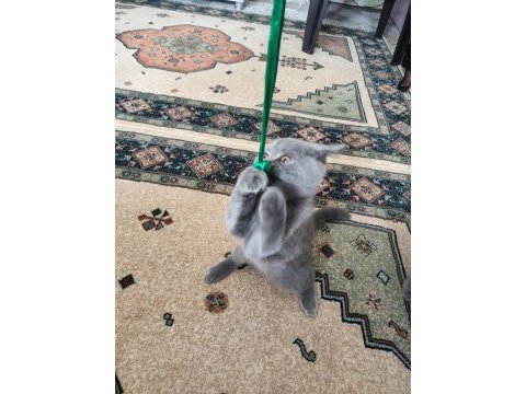 5 aylık dişi british shorthair