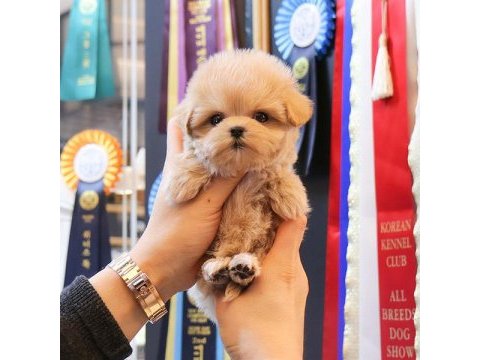 Uygun bütçeli maltipoo yavrularim